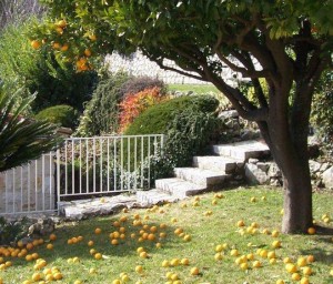 miljø_vence_03